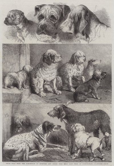 Cani Premiati dall